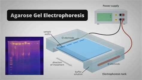 principle of agarose gel electrophoresis|Agarose Gel Electrophoresis: Definition, Principle, Steps and Uses.